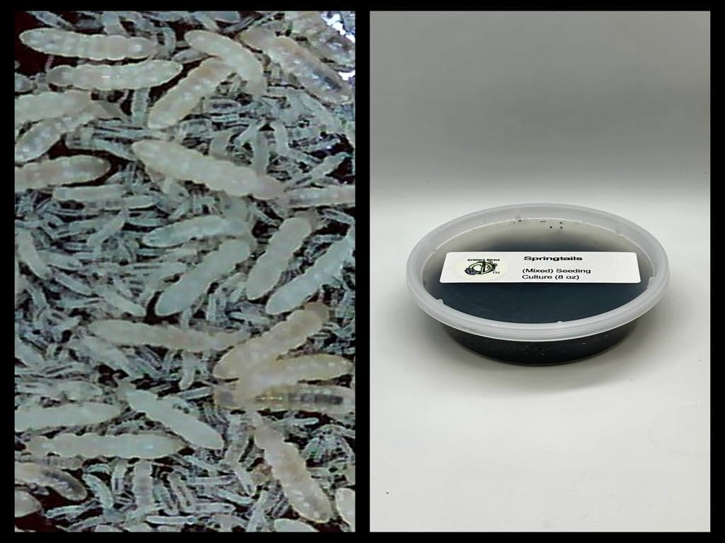 Critters Direct Live Springtails, (16 oz Breeding Culture + Food), for Amphibian/Reptile/Invertebrate Bioactive Habitats