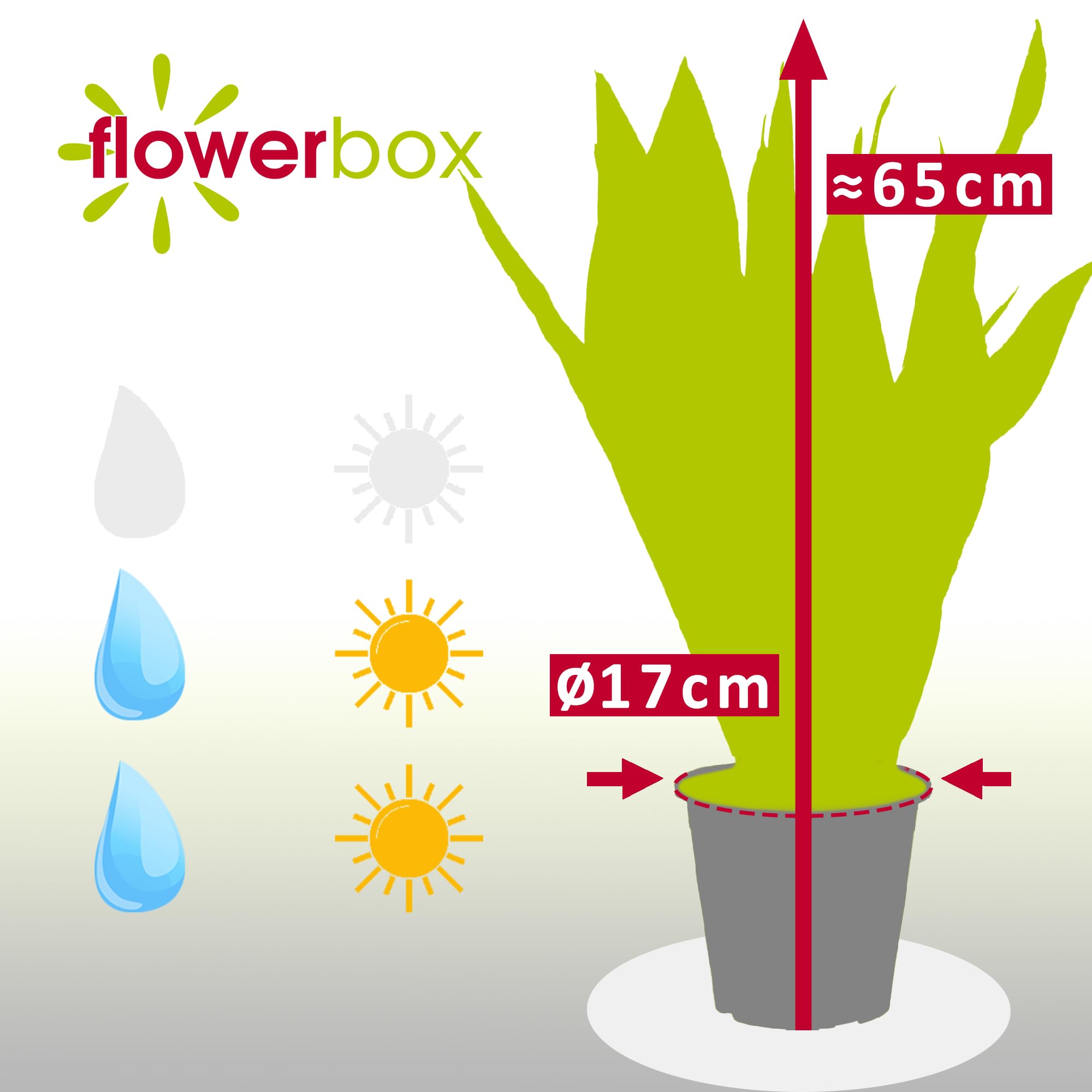 Sansevieria zeylanica Chancelière Hauteur env. 65 cm Diamètre du pot 17 cm