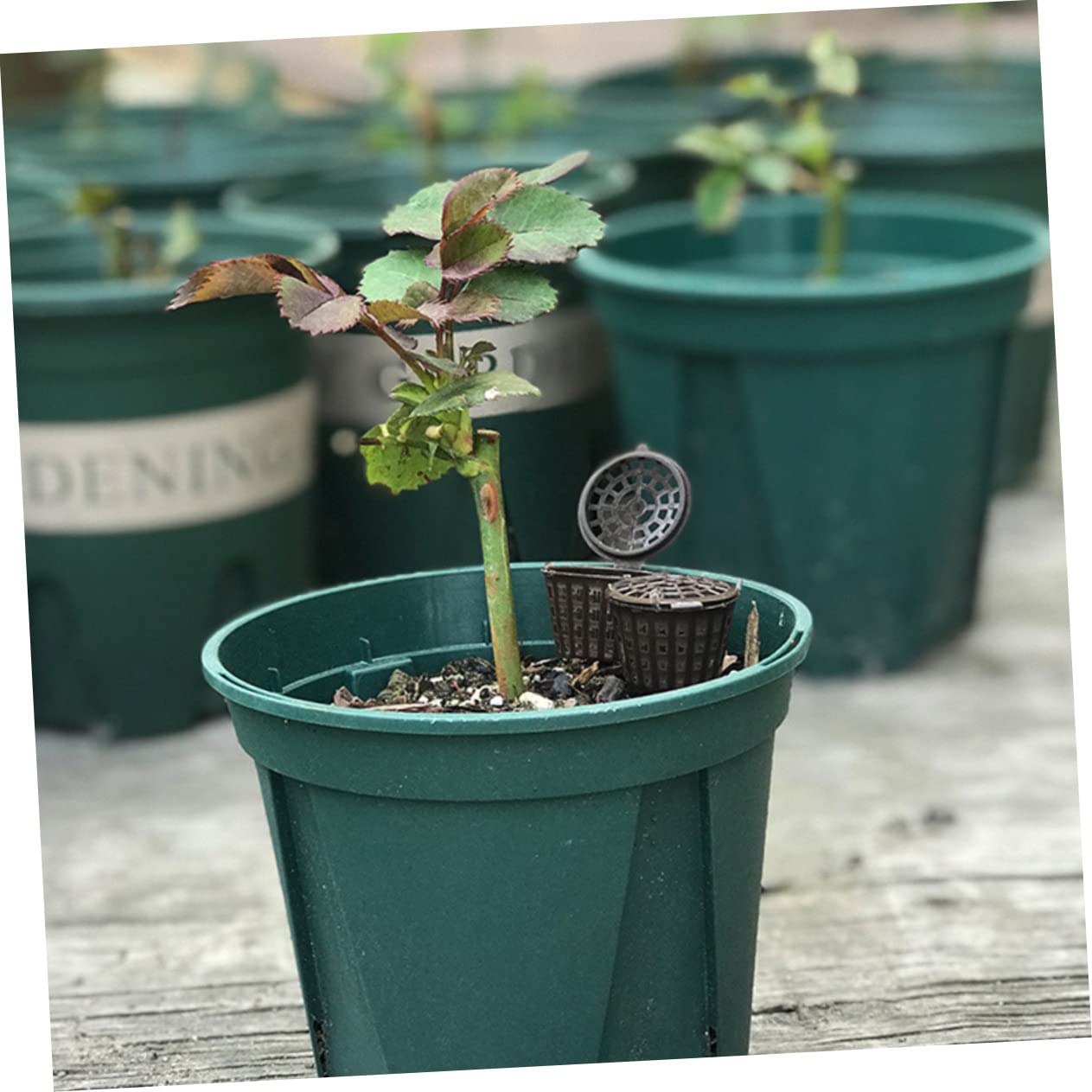 BESPORTBLE 150pièces Boîte à Engrais Réutilisable Avec Couvercle Lot De Contenants Pour Fertilisant De Plantes Idéale Pour Bonsaïs Et Jardinage Les Animaux Vent