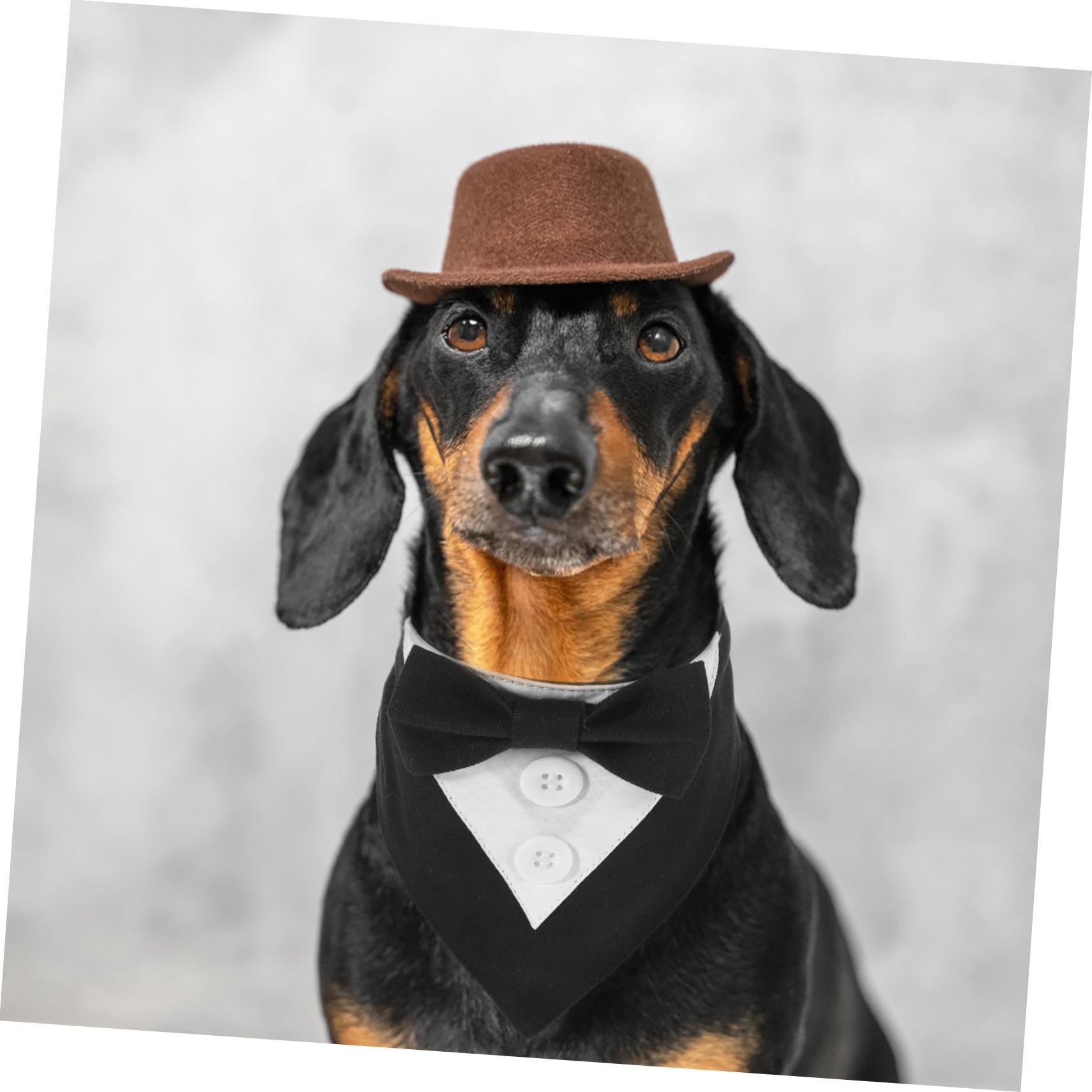VICASKY 4 Pièces Collier de Costume Chien Bandana Formel avec Nœud Écharpe Salivaire Noire XS pour Mariage Fête Animaux