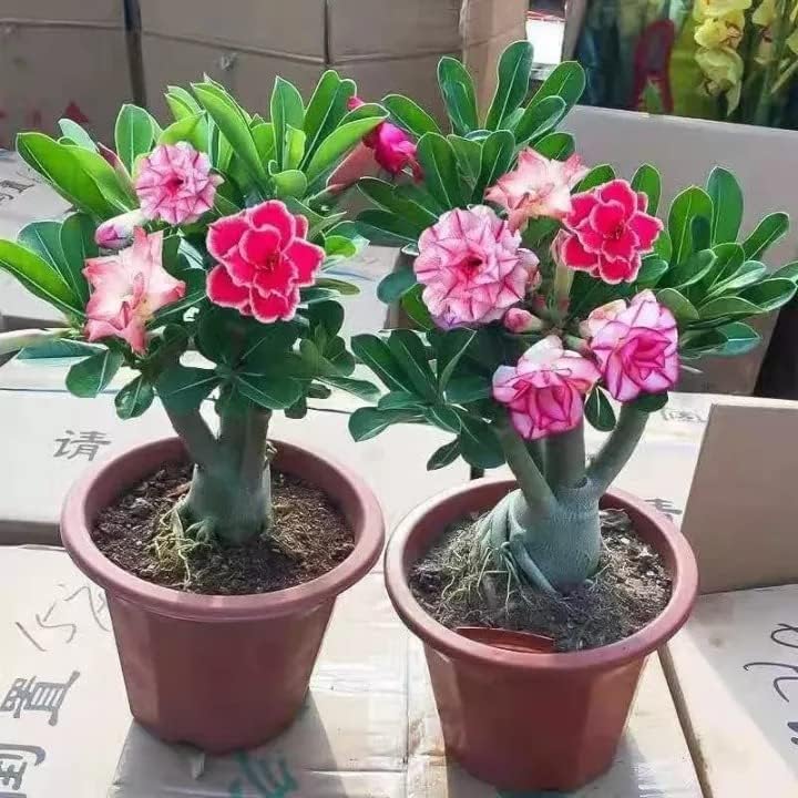 Growing Plants Live Air Layered Adenium Desert Roses Live Flower Plant With Black Plastic Pot (B0CMXPBZ8K) Amazon Price History, Amazon Price Tracker