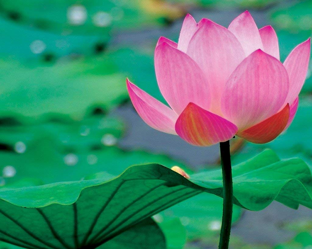 Golden Hills Farm (AVG 30-50) seeds Lotus Flower Seeds Nelumbo Nucifera seeds (B07XYVXD9B) Amazon Price History, Amazon Price Tracker
