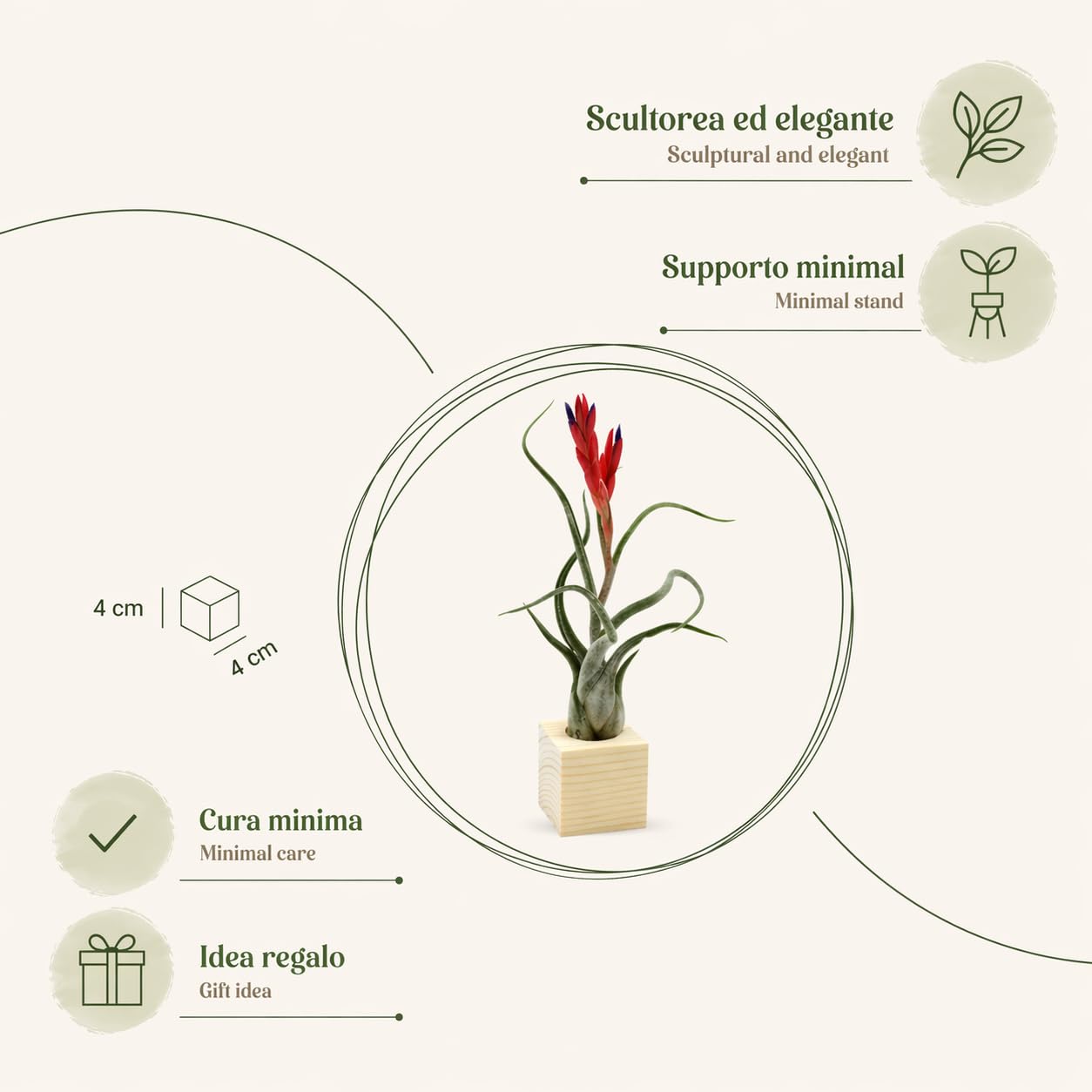 Tillandsia Caput Medusae Plante véritable avec support en bois naturel Essenziale S | Plante d'intérieur sans terre | Design italien Michieli