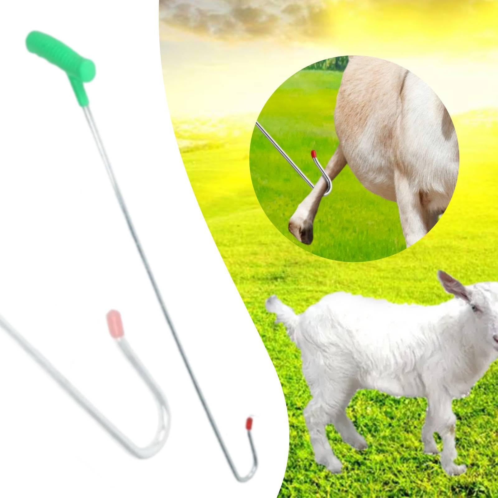 Gancho para Ovejas Herramienta de Sujeción Equipo Capturador Gancho Resistente Ergonómico Hecho de Hierro Compatible con Granjas Hogares Veterinarios, 70cm