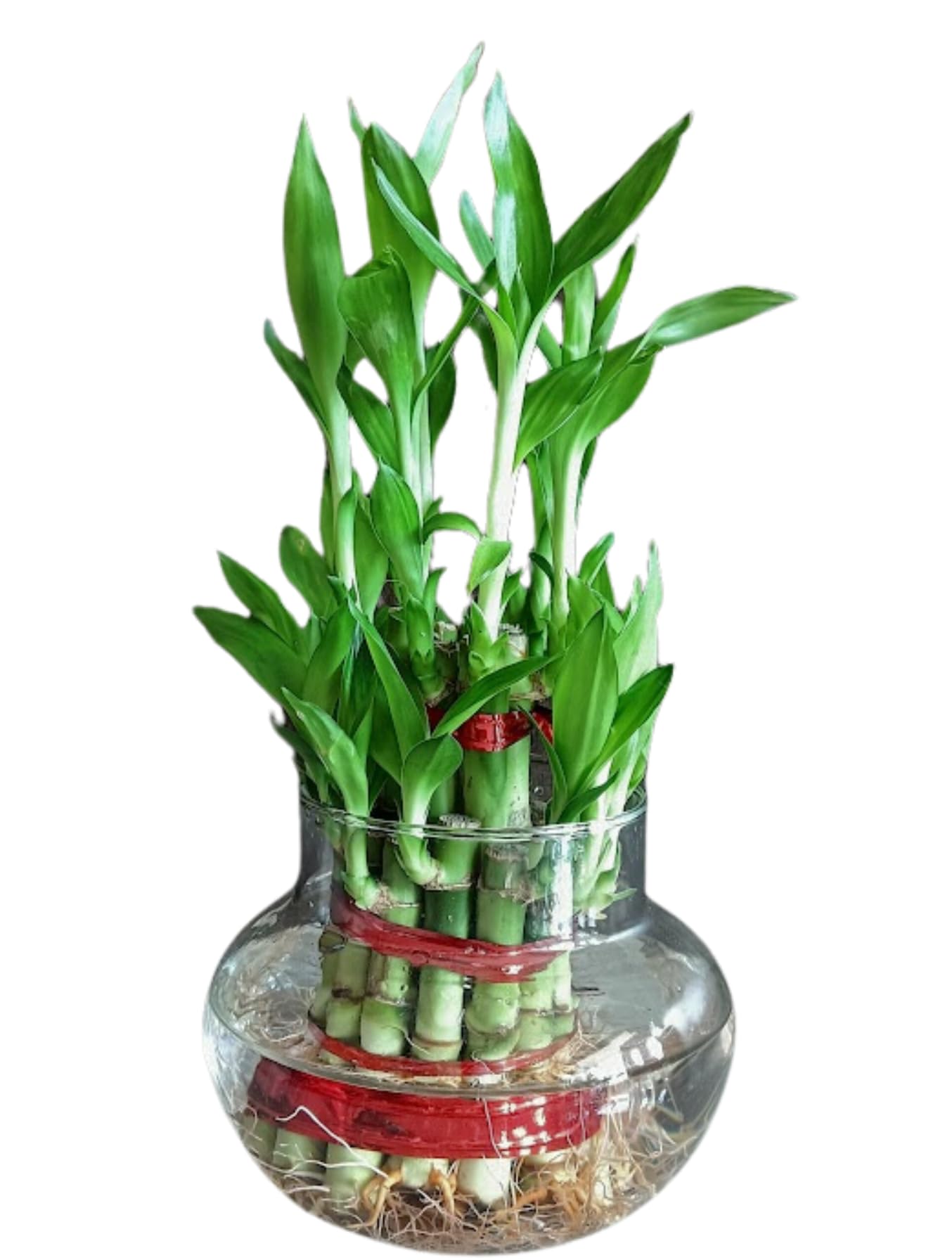 Sugram 2 Layer Lucky Bamboo Feng Shui Plant Plant With 3 inch Opening Oval Glass Pot Gift Living Room Plants Indoor Plants (B0CP17CH8H) Amazon Price History, Amazon Price Tracker