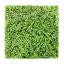 Fern