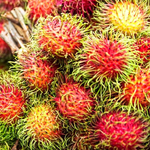 See full amazon price history chart for SANJU Fruit Live Plant " Rambutan N-18-seedling" Nephelium lappaceum Plant 1.5-3FT Plant Heghit SANJU Fruit Live Plant " Rambutan N-18-seedling" Nephelium lappaceum Plant 1.5-3FT Plant Heghit (B0CN2NHQL2) Amazon Price History, Amazon Price Tracker