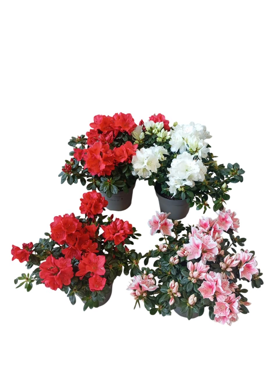 Pack 4 Plantas de Azalea Viva Color y Elegancia para Tu Jardín o Balcón