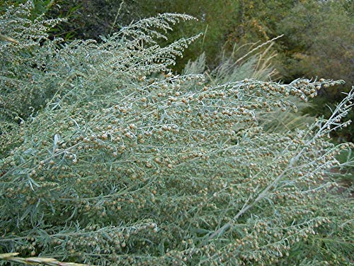 Absinthe Wormwood Common Artemisia Absinthium Green Ginger Herb Flower Jocad (500 Seeds) #TOP4