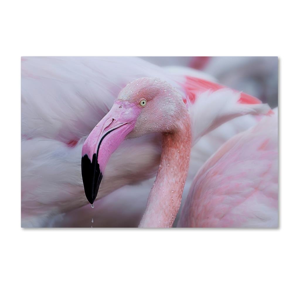 Unique Mildness by Martine Benezech, 16x24-Inch Canvas Wall Art