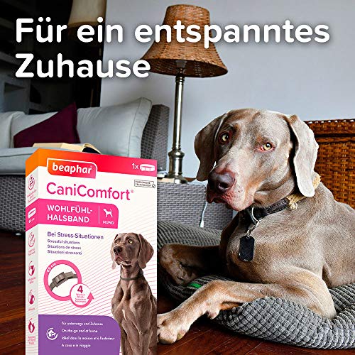 BEAPHAR - CaniComfort® Wohlfühl-Halsband - Für Hunde Aller Rassen Und Jeden Alters - Pheromon-Technologie - Beruhigt In Stress-Situationen - Für Unterwegs Und Zuhause - Wirkt 4 Wochen - 65cm - Grau
