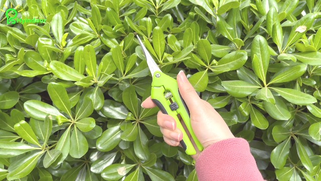 Cisaille Haie,Taille,Ciseaux Bonsai,2 Pièces Jardin Bonsaï Outils Arbre