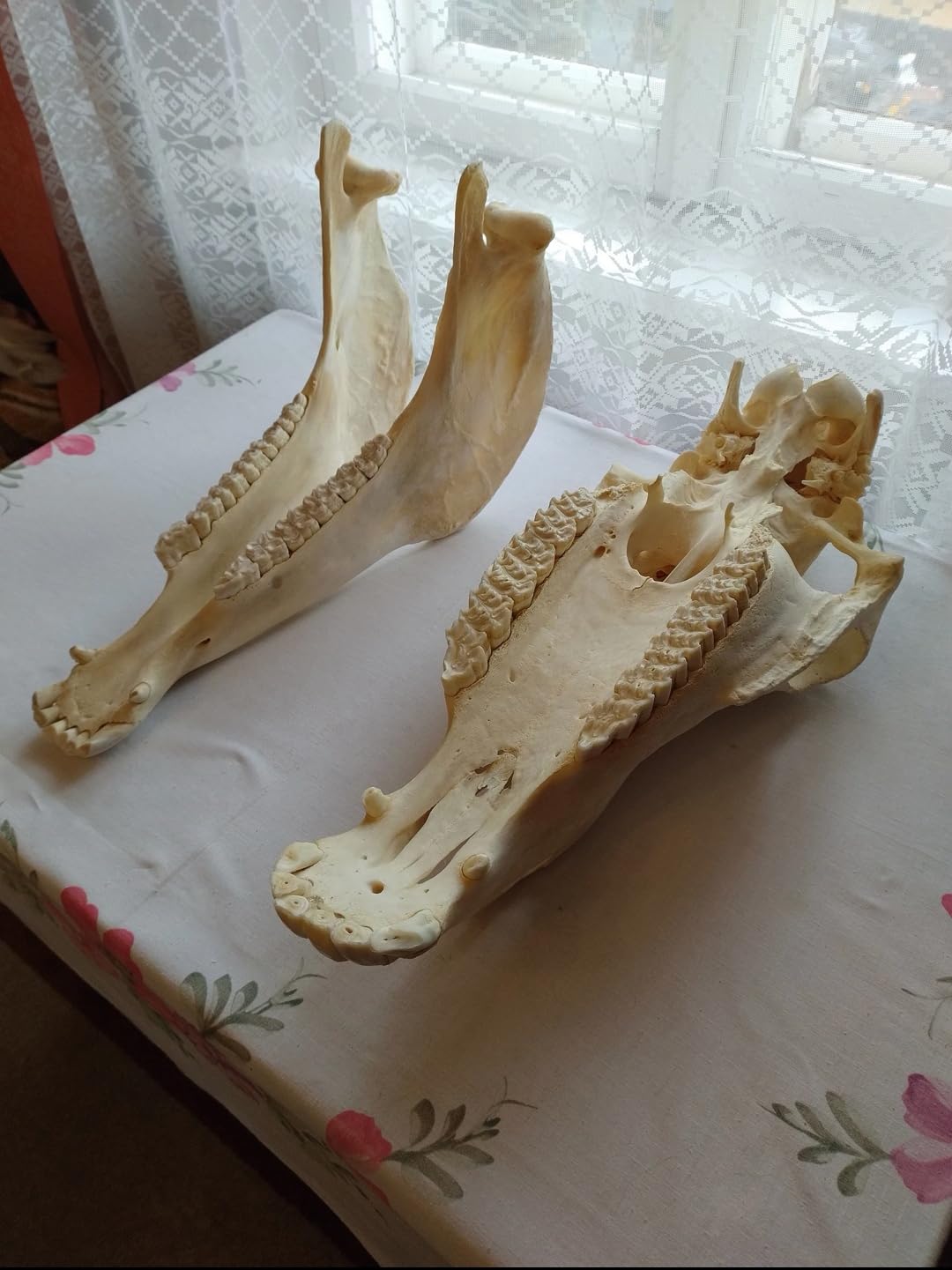 Teschio di cavallo, denti completi, tassidermia, anatomia, ricerca scientifica