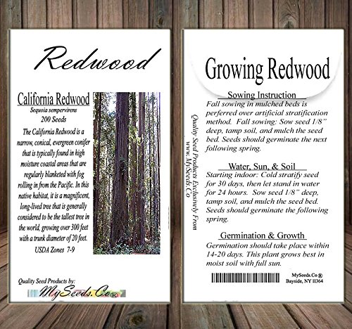 Cedar, Dogwood, Pine, Redwood, Spruce, Tree Seed By Myseeds.co, You Choose The Color N Quantity (1 Pack, California Redwood - Big Pack) #TOP4