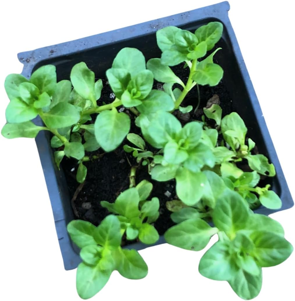 Pennyroyal Plant (Mentha pulegium) in 2.5 inch Pot - Live Starter Plant - Certified Organic - Aromatic Herb