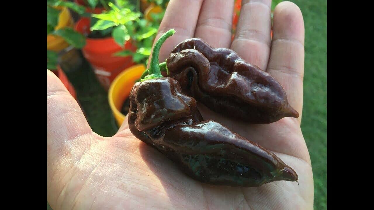 VibeX Chocolate Bhut Jolokia Ghost Chilli Seeds, Hot Pepper-250 Seeds (B0BBGNCCJC) Amazon Price History, Amazon Price Tracker