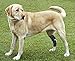 Rear Dog Leg Brace One Pair Heals Hock Joint Wrap Sleeve for Hind Legs(L/Long)