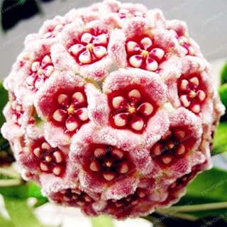 24 Color Orchid Ball Rare Ball Orchid Flower Perennial Plant Hoya Carnosa Seed Bonsai Seeds Pot Plant for Home Garden 100Pcs 10