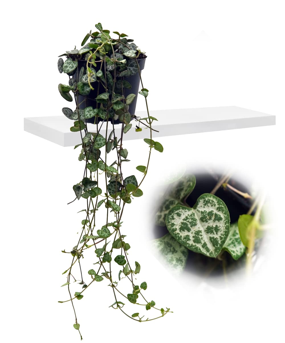 Leuchterblume, hngend, (Ceropegia woodii ssp. woodii), sehr pflegeleichte,  hngende Zimmerpflanze (im 8cm Topf) : Amazon.de: Garten