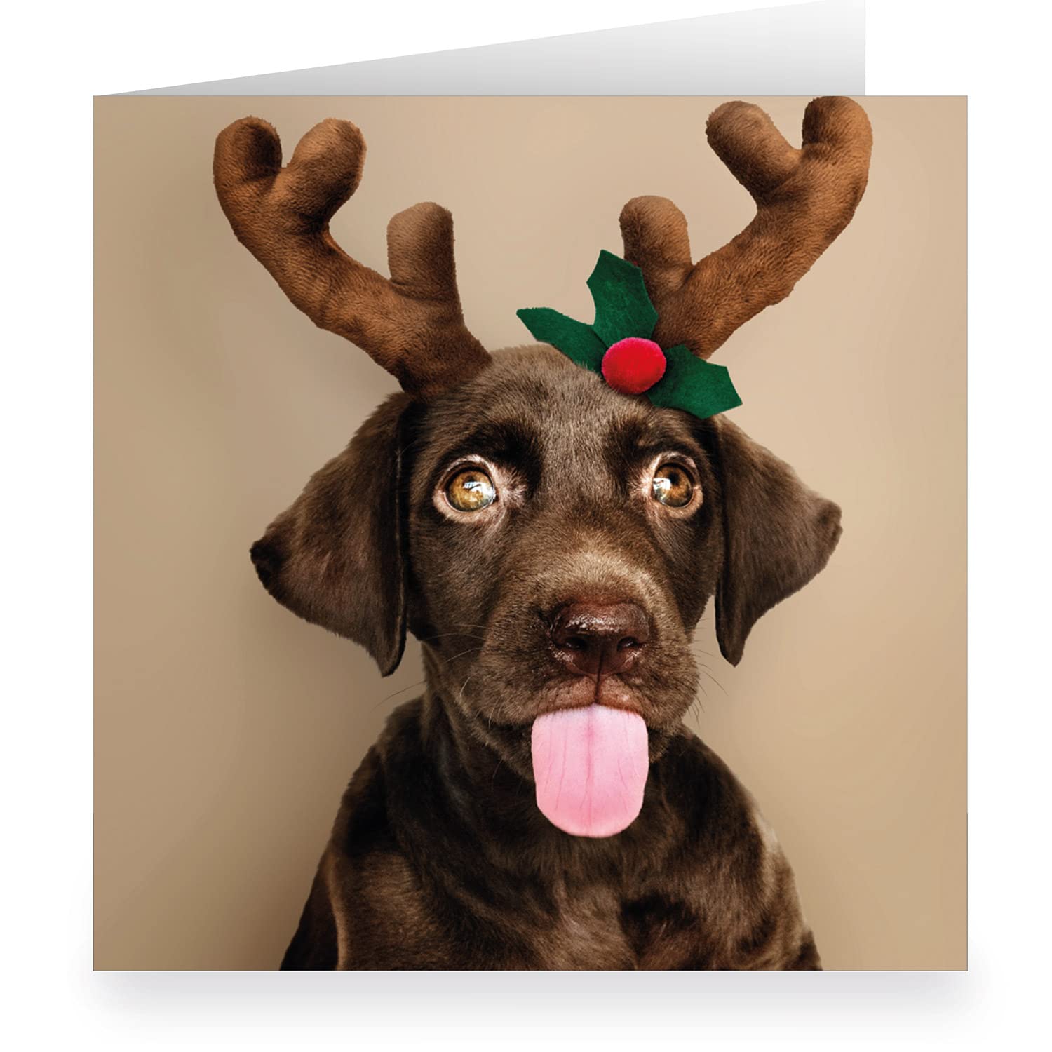 12x Süße Hunde Weihnachtskarte mit Labrador als Elch • quadratisch 15,5x15,5cm, innen weiß • XL Klappkarte mit Umschlag zum Weihnachtsfest für Lieblingsmenschen
