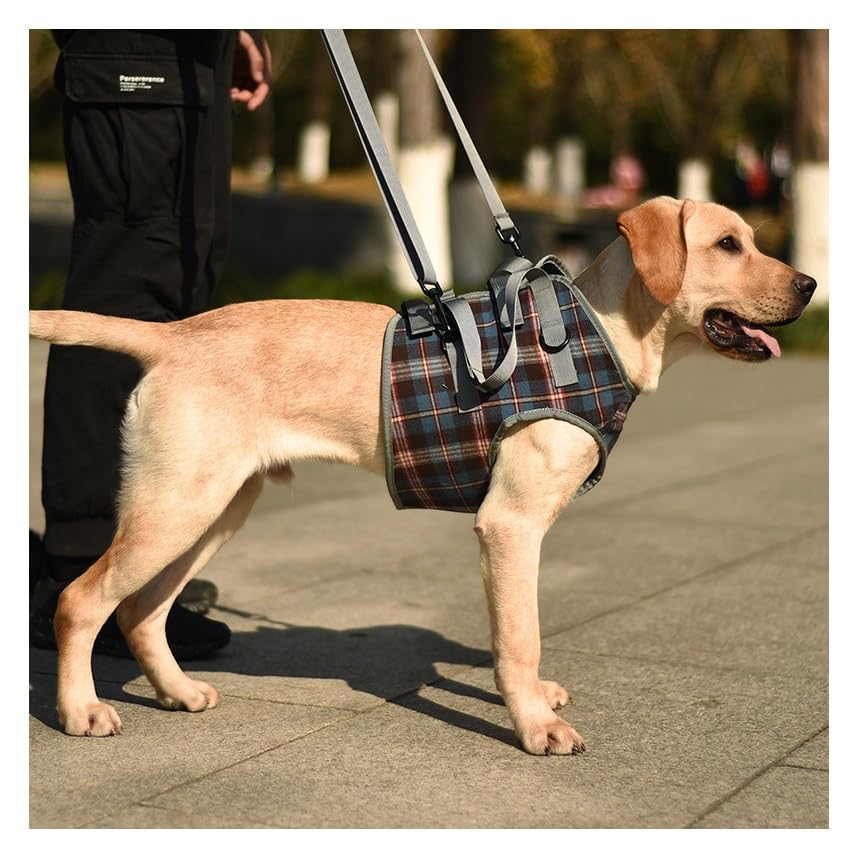 Sangle arrière pour chien en promenade, aide pour monter les escaliers et voiture