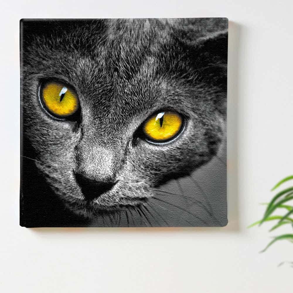 猫 動物 アート パネル　Lサイズ Amazon.co.jp: 猫 動物 アートパネル 57cm × 57cm Lサイズ 日本製