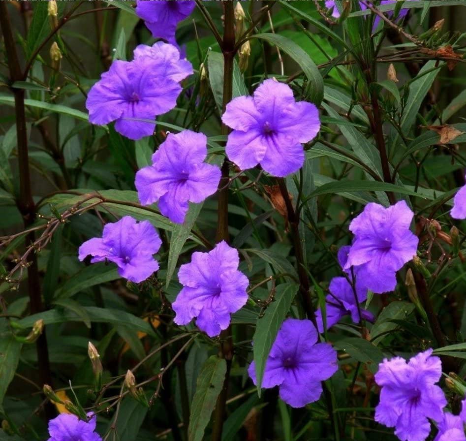 Gravendo Ruellia Simplex Plant Mexican Petunia Desert Florida Spanish Ladies Texas Bluebells Petunia Live Plant (Ruellia Simplex, Blue) (B0BX3WBDBX) Amazon Price History, Amazon Price Tracker