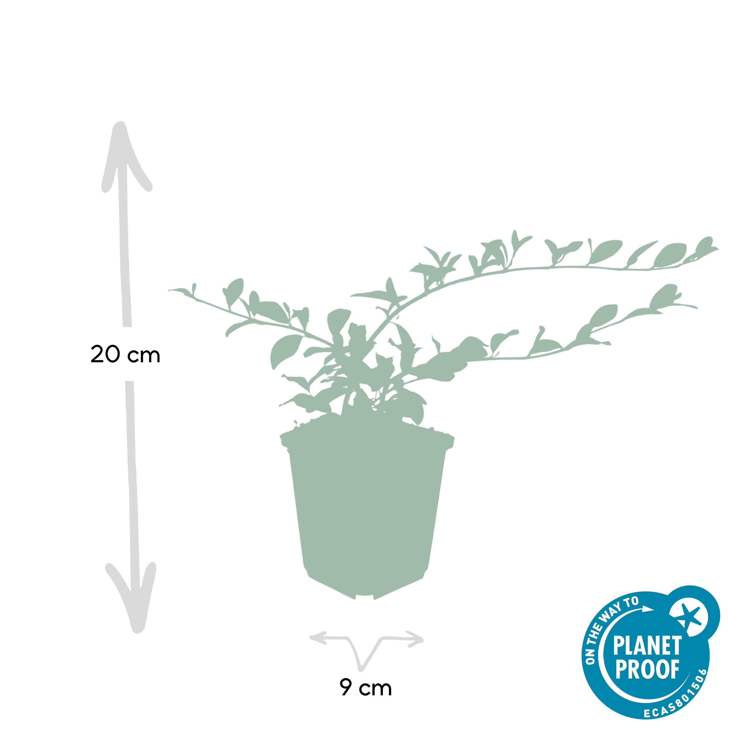 Cotoneaster dammeri | 6 pièces - 10-25cm - Ø9cm - Plante de jardin