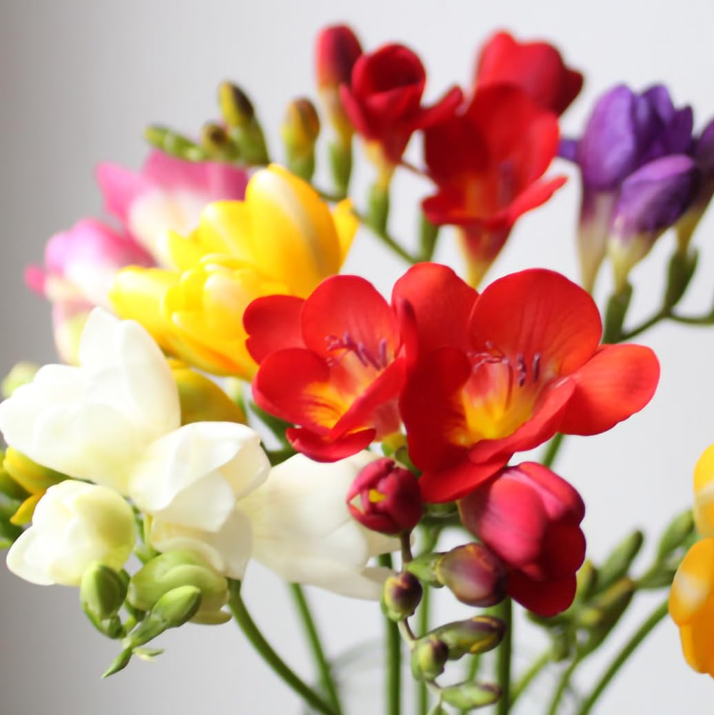 50 Freesia Double Mix Bulbs for Planting, Summer Flowering Perennial Fragrant Garden Flowers, Outdoor Beds Indoor Pots Patio Containers Cut Flower Bouquets Spring Plant Corms Premium Bulb