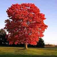 その他 red tree Acer palmatum 'Twombly's Red Sentinel', Japanese Maple
