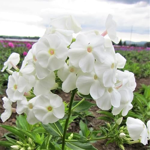 Miniatura 2 de David Phlox Bare Root Start - Flores perennes, fragantes, Paniculata David Phlox raíz desnuda para plantar, perfecto para bordes, camas de jardín y