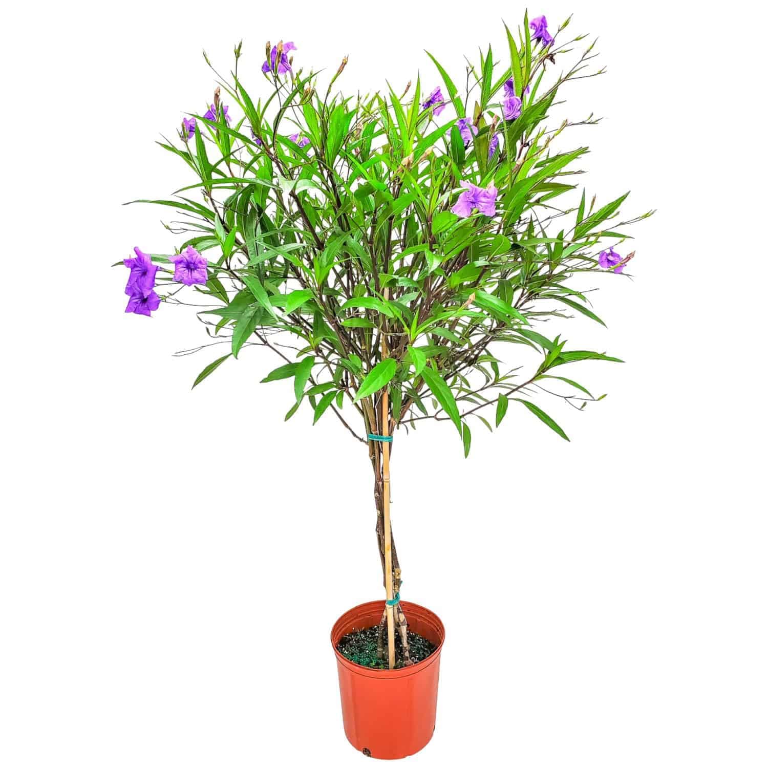 Braided Ruellia Tree by Tropical Plants of Florida