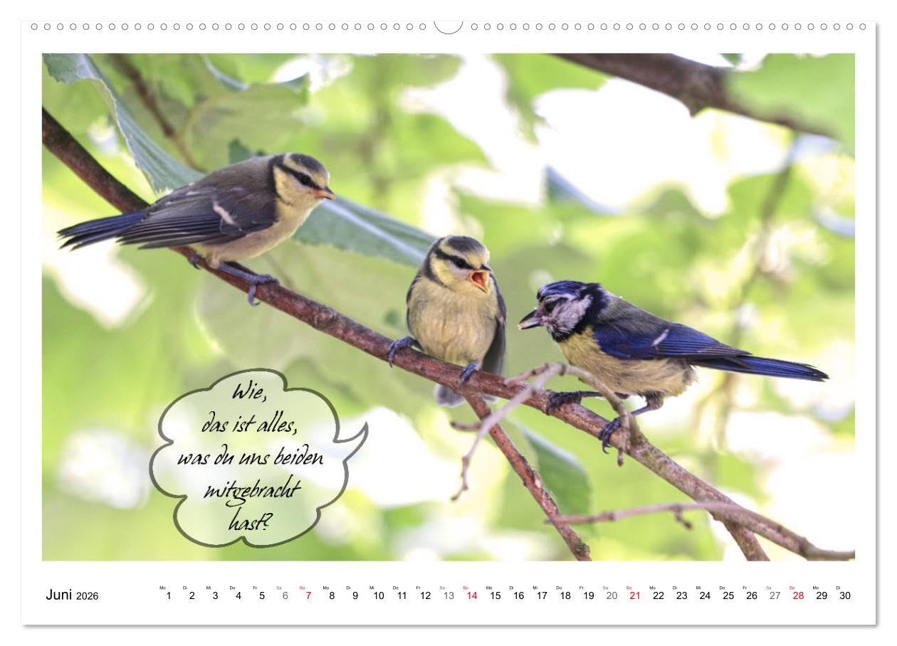 Vögel mit Humor (hochwertiger Premium Wandkalender 2026 DIN A2 quer), Kunstdruck in Hochglanz: Lustige Sprüche aus frechen Schnäbeln (CALVENDO Spass)