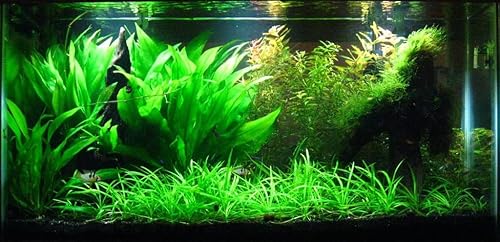 Vista 18 de Plantas de acuario vivas en maceta Plantas acuáticas de agua dulce para acuarios (Moneywort)