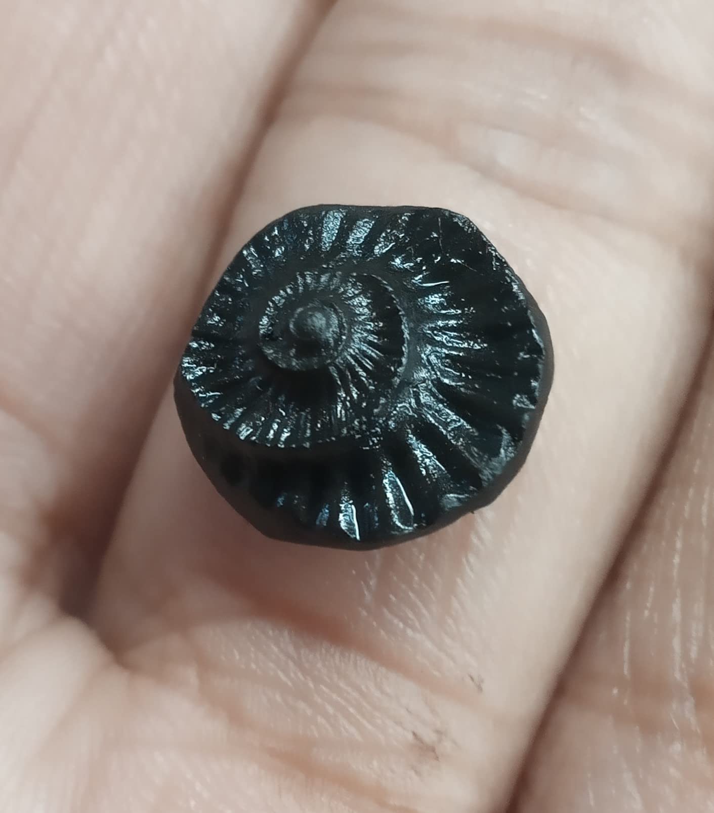 Sudarshan Shaligram | Nepal Gandaki River Saligram (Precious Stone, Black) (Half INCH)-image-14