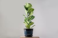 Vista 5 de Bolsa grande para plantas de interior de hoja de violín e higuera mezcla premium multiuso Listo para usar para plantas de interior Turba, aserrín