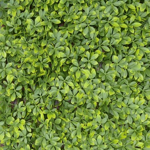 TENAX Divy Trellis Pitosforo 100x200 cm Vert, Treillis Extensible avec Feuilles en Polyéthylène de Type Pittosporum pour Décoration et Occultation de...