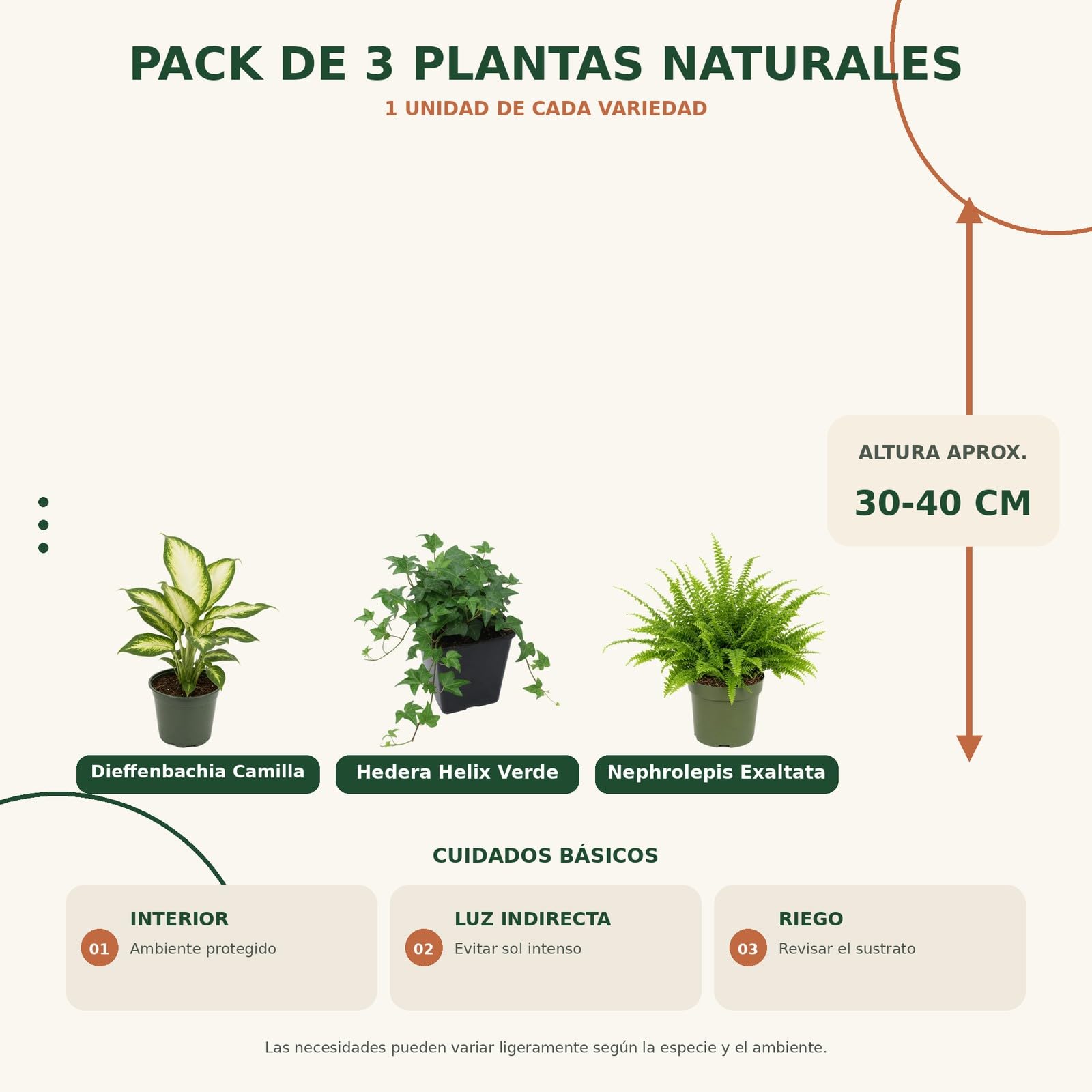 Pack 3 Plantas Naturales para Aportar Un Toque Natural DECOALIVE