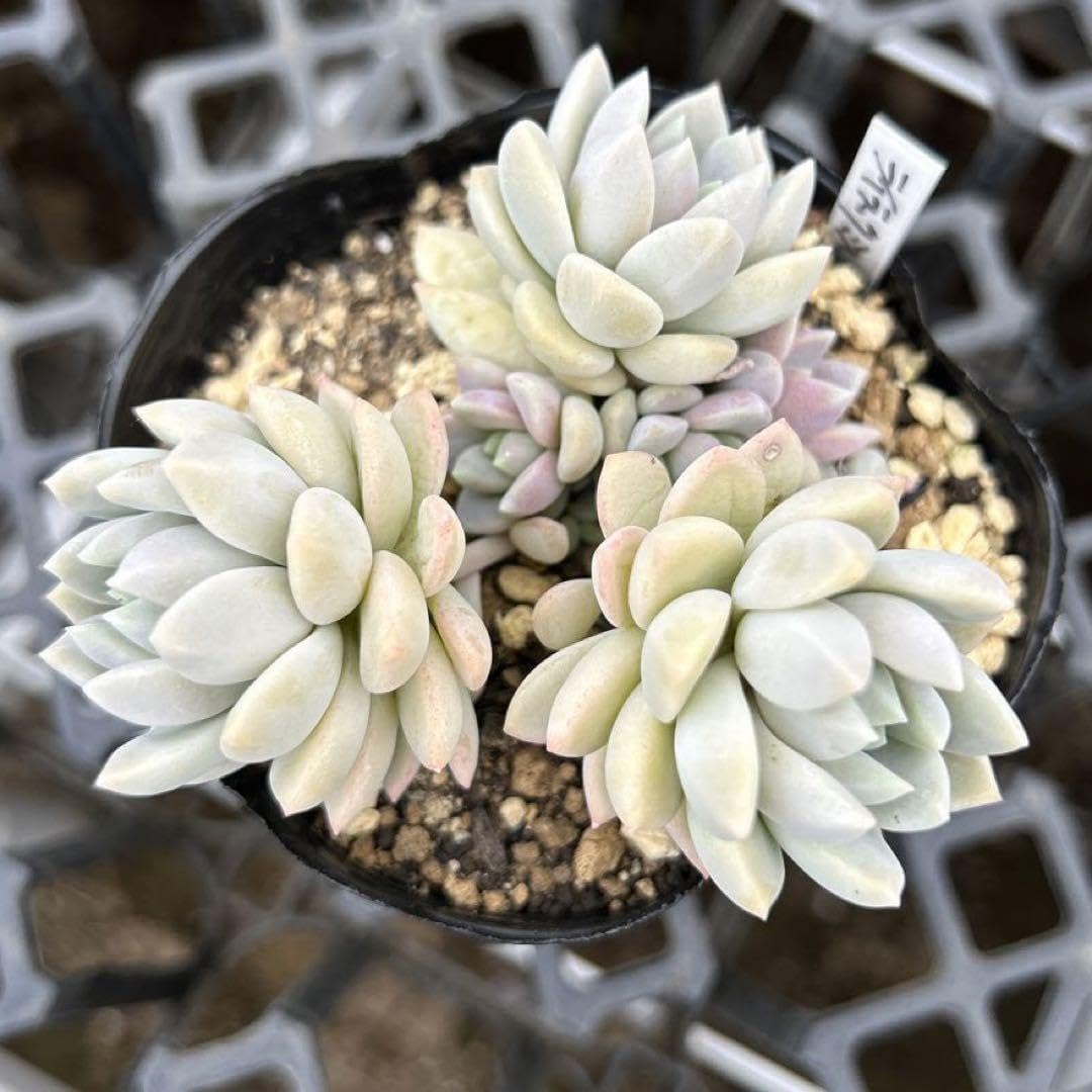 ライラック 木臼 ライラック 木臼 ライラック 木臼 ライラック 木臼