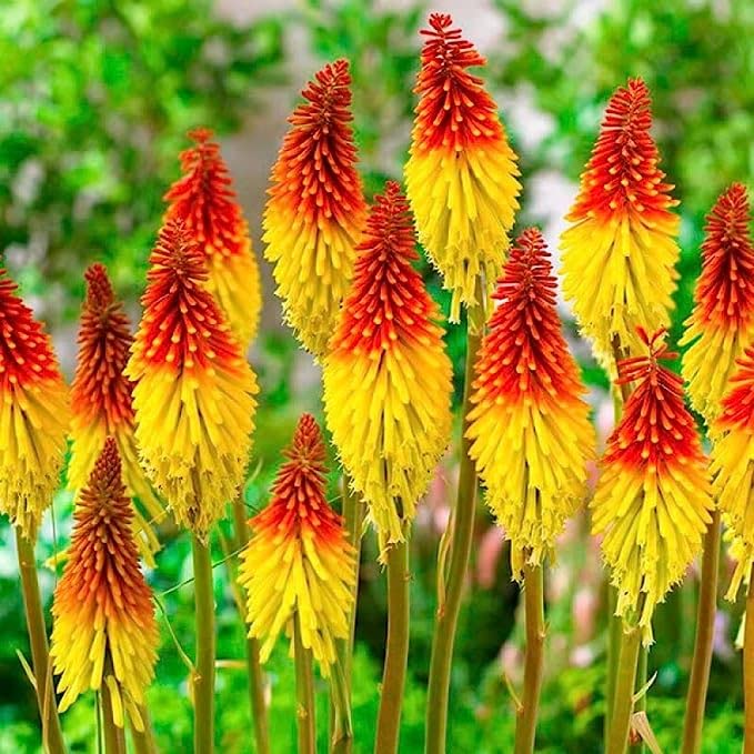 Fire Dance Red Hot Poker Perennial Flowers Seeds- 35+ Seeds Home Garden Eco Pack-image-28
