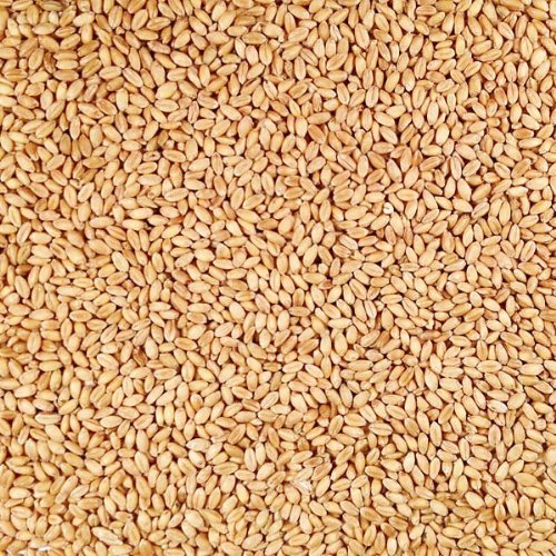 Grain Place Foods | Non-GMO Organic Hard White Winter Wheat | 25 lb Bag