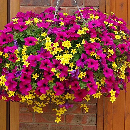 Creative Farmer Flower Seeds Petunia-Mixed Flower Seeds For Home Garden-100 Seeds (B01LWQELA1) Amazon Price History, Amazon Price Tracker
