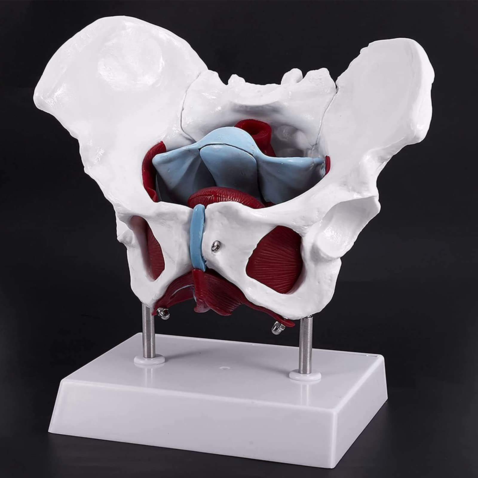 Anatomiczny Model Miednicy Żeńskiej Z Wymiennymi Narządami, Model Szkieletu Miednicy Żeńskiej Naturalnej Wielkości Do Szkolnego Wyświetlacza Medycznego