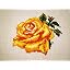 Rose 0-41