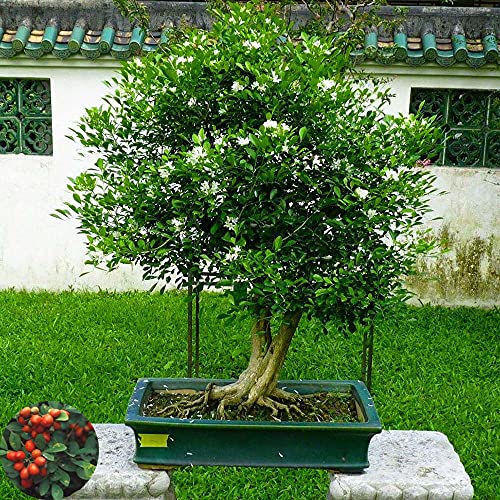CHTING 250 Piezas De Semillas De Murraya Paniculata Bonsai De Flores De Fácil Cultivo Adecuado Para Patio De Plantación De Balcón De Jardín Familiar También Se Puede Utilizar Para Plantar Setos Cover