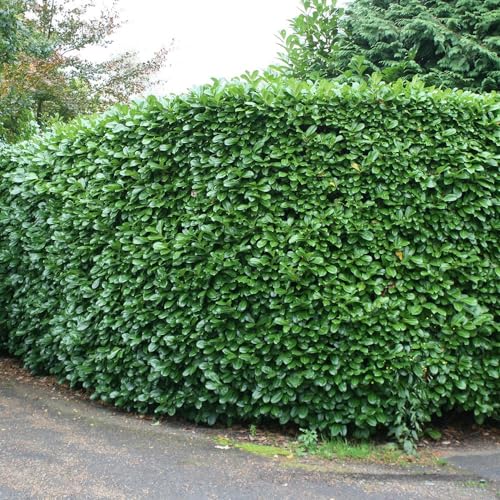 Plant Theory 1m - 1.25m Rotundifolia Cherry Laurel Prunus Laurocerasus Shrub Plant 10L Pot