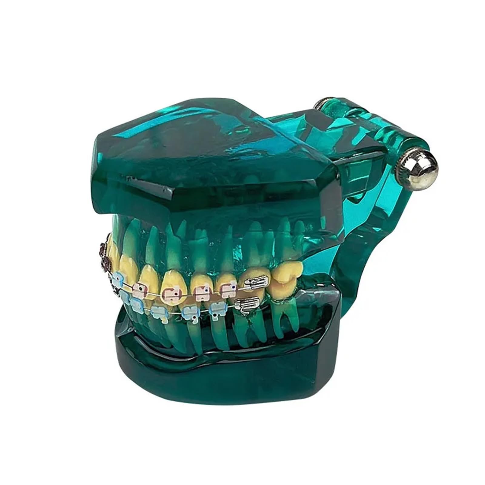 Modello ortodontico per la comunicazione del paziente, trattamento odontoiatrico demo con staffe metalliche autoliganti, ideale per cliniche e scopi educativi