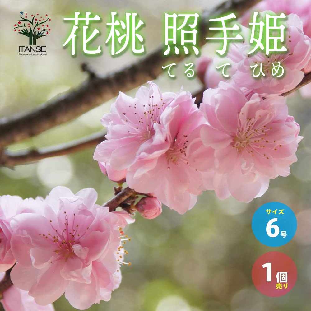 ひな祭り記念樹 照手姫 桃の花 苗木 ひな祭り記念樹 照手姫 桃の花 苗木
