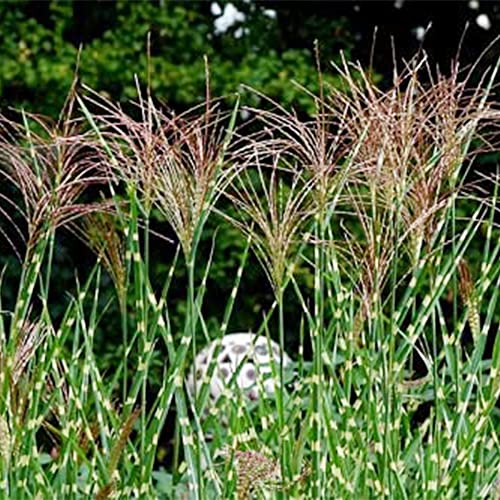Qauzuy Garden 10 Seeds Zebra Grass Variegated Maiden Grass Miscanthus Sinensis Zebrinus Seeds Perennial Ornamental Grass Hardy Easy To Grow Low-Maintenance #TOP1
