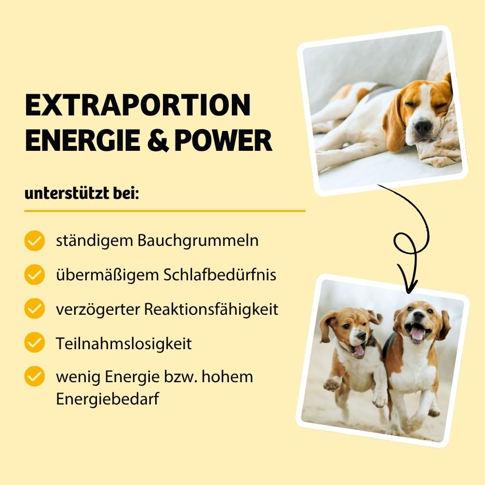 BugBell 7 kg High Energy sucha karma dla psów, białko owadów bez zbóż, bananów, dyni i chia, oleju z łososia i L-karnityny, wspierają aktywne życie psa, 100% przezroczysta deklaracja | High Energy sucha karma dla psów zapewnia wytrzymałość i energię – z L